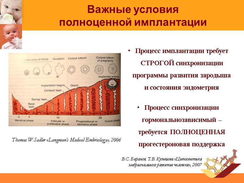Процесс имплантации требует СТРОГОЙ синхронизации программы развития зародыша и состояния эндометрия   Процесс
